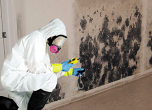 Getting the mold damage recovery services your home needs