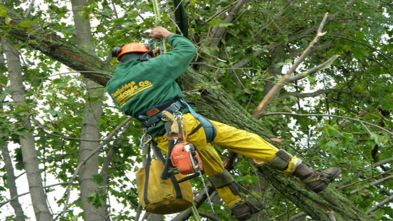 Tree Pruning in Creve Coeur, MO: Enhancing Health And Safety