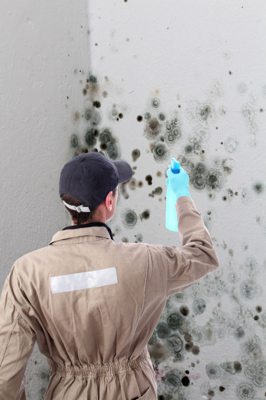 Why Would You Suffer Mold Problems In Ashburn VA?