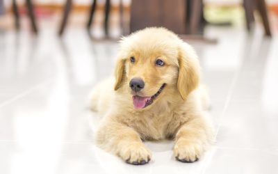 Puppy Training: An Owner’s Responsibility