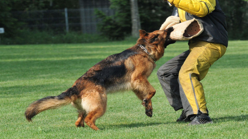 Transform Your Pet’s Behavior with a Dog Trainer Orange County CA Residents Trust