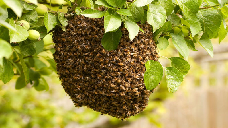 Contribute to the Survival of Humanity by Having Your Honey Bee Swarm in Dublin, OH Relocated