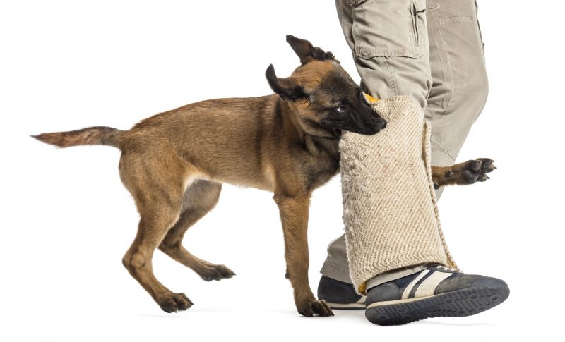 The Lasting Benefits Your Dog Receives from Working with a Dog Trainer Arlington TX