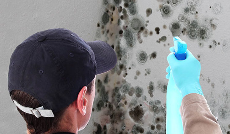 Signs it is Time to Call Professional Pest Management Services in Ashburn, VA