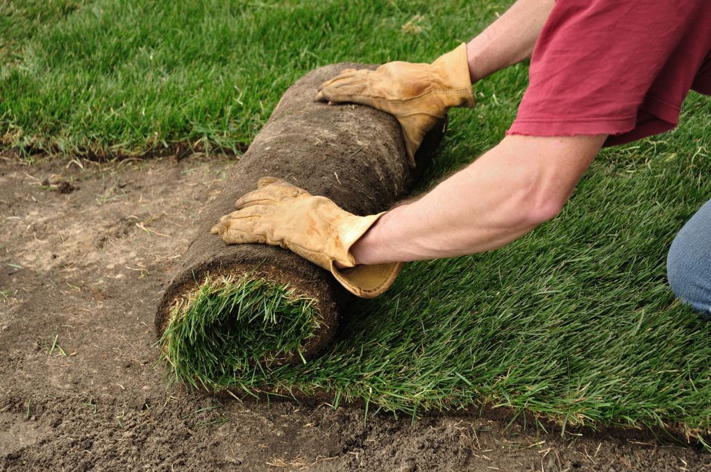 Tips For Buying St Augustine Grass Sod In Houston Worldbestweblinkz   13423663 L 1024x680 