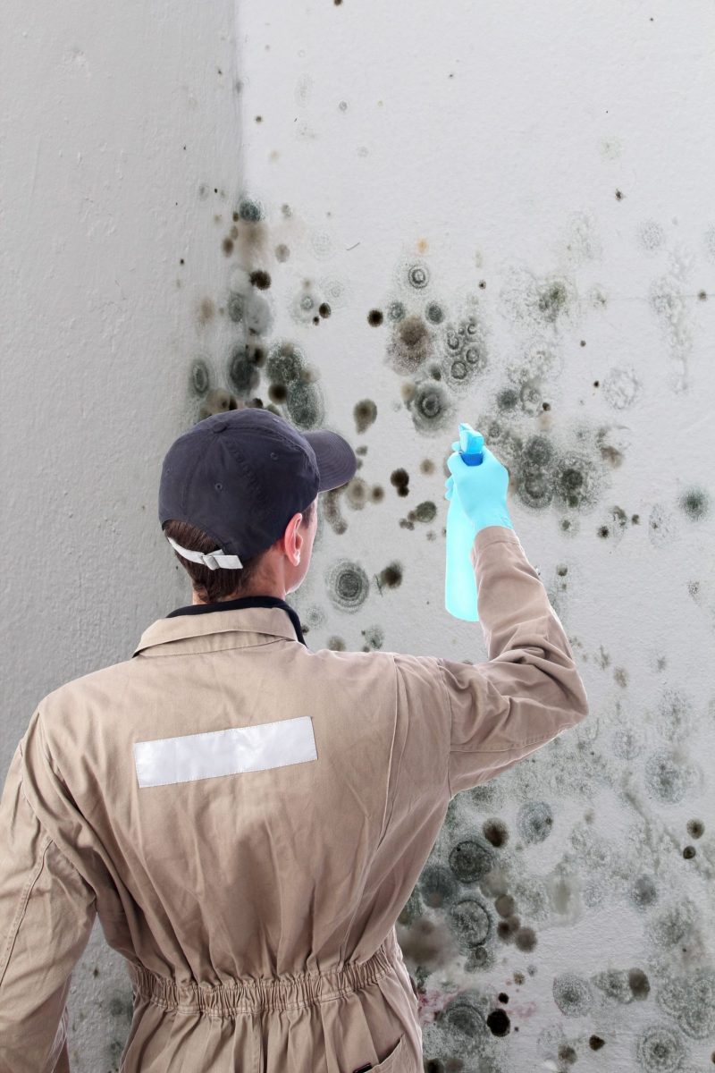 When to Seek Out Professional Mold Removal in Alexandria