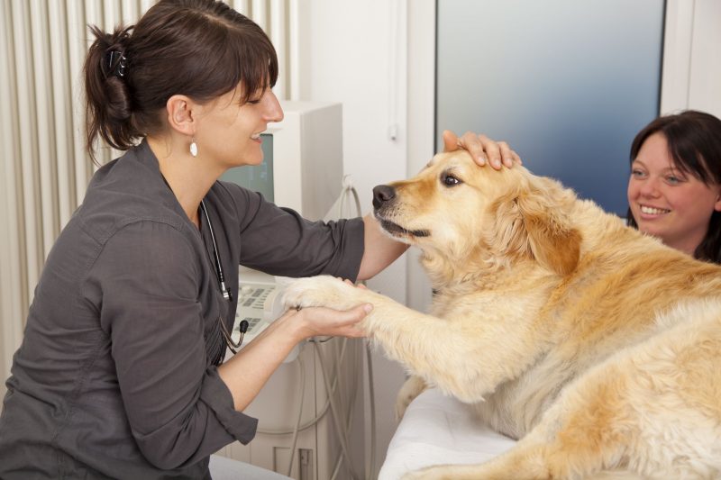 Here’s Why You Should Get Your New Pet to a Gulport, MS, Veterinarian Today