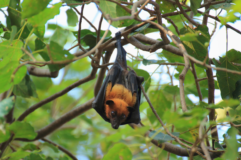 Critical Reasons to Hire Professionals for Bat Removal in Reynoldsburg