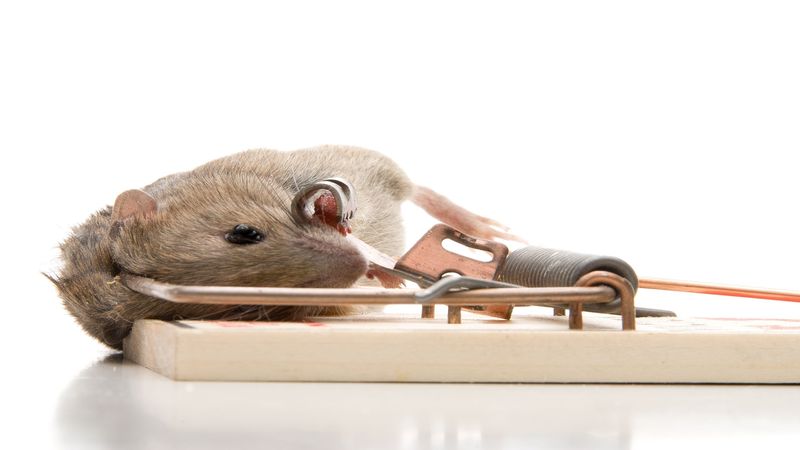 Protect Yourself Against Unwanted Guests with Great Mice Control in Newcastle