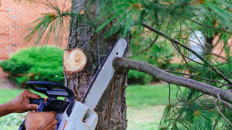 Emergency Tree Services in Atlanta GA Are Available