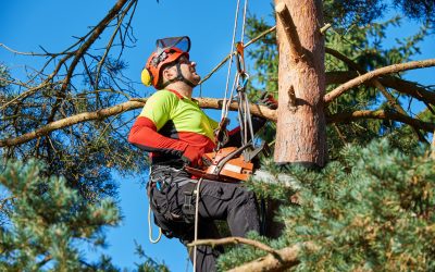 Tree Branch Trimming in Vancouver, WA: Key Steps To A Healthier Yard