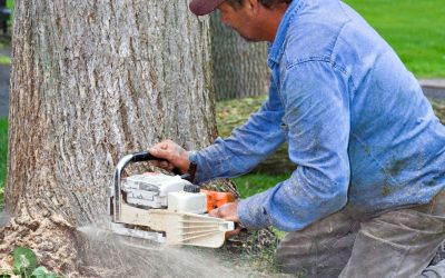 Tree Stump Grinding in Fairmount, NY: A Professional Approach