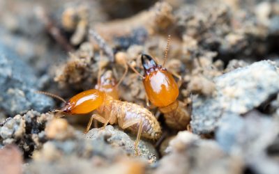 Shielding Your Home from the Ground Up: How Termite Inspections in NJ Prevent Unexpected Damages