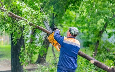 Protecting Homes, Landscapes, and Communities: Expert Solutions for Tree Removal Aurora, IL