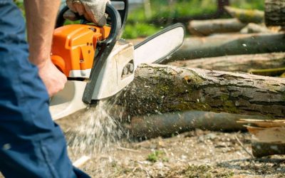 Safeguarding Your Landscape Investment with Premier Tree Service in Orange Park, FL