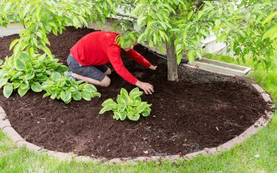 Benefits of Choosing Landscaping Mulch Wallingford CT for a Low Maintenance Garden