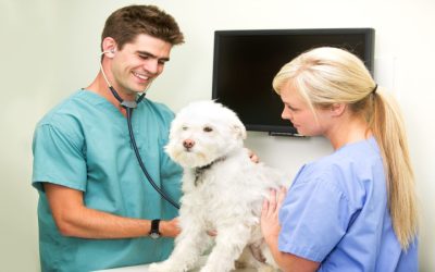 Choosing Angel City Animal Hospital in Los Angeles for Reliable Pet Health Services