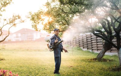 Effective Flea Control for Your Lawn in Shelbyville, KY: A Comprehensive Guide