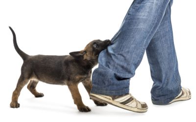 Justice and Compensation with Lindenhurst Dog Bite Attorneys by Your Side