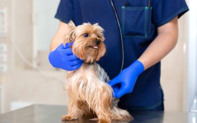 Choosing the right vet hospital Monmouth County NJ residents trust for pet emergency care