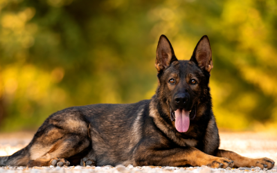 Why Families Across the USA Are Choosing Protection Dogs For Sale to Secure Their Homes