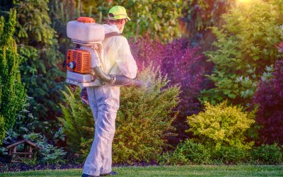 Lawn health transforms with aeration service in Olive Branch, MS, for lush green grass