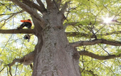 Keep Your Yard Healthy With Expert Tree Maintenance in Smyrna, GA Homeowners Trust