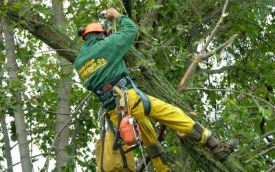 How to Make Tree Removal Apple Valley Mn Simple and Safe for Your Home