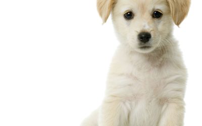 How Mobile Dog Wash Aurora, CO Simplifies Pet Grooming for Busy Pet Owners