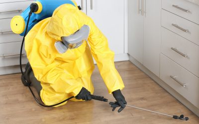 Protect Your Home From Costly Damage With Effective Termite Control Richmond VA Solutions