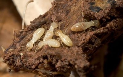 Protect Your Home Investment with Termite Inspections Gold Coast Solutions That Work