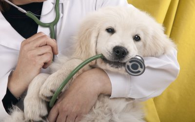 Enhancing Your Pet’s Wellbeing with Preventive Care at an Animal Hospital Louisville KY