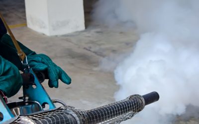 Learn How Bat Removal From Barn Kansas City MO Restores Safety and Prevents Property Damage