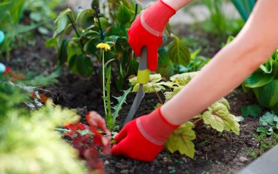 Homeowners’ Guide to Effective Weed Control Treatment Bryan, TX, for Healthy Yards