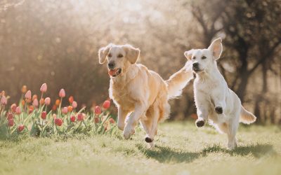 How Dog Walking in Weddington, NC Services Help Busy Pet Owners Maintain Healthy Dogs