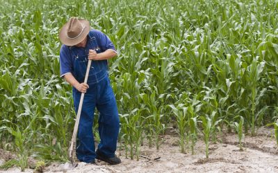 Why Residential Weed Control Tempe AZ Is Essential for Healthy Home Landscaping