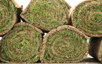 Add Year-Round Greenery by Choosing Evergreens For Sale Rochester MN Locals Recommend