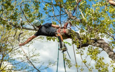 How Professional Tree Care Supports Healthier, Safer Jacksonville Properties